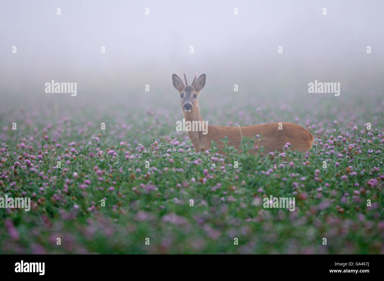 Roe deer, male, Dingdener Heide, Dingden Heath, North Rhine-Westphalia, Germany / (Capreolus capreolus) Stock Photo