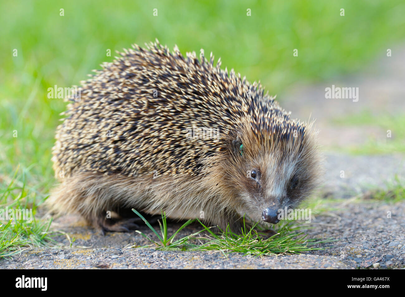 Western hedgehog, Oberhausen, Germany / (Erinaceus europaeus Stock