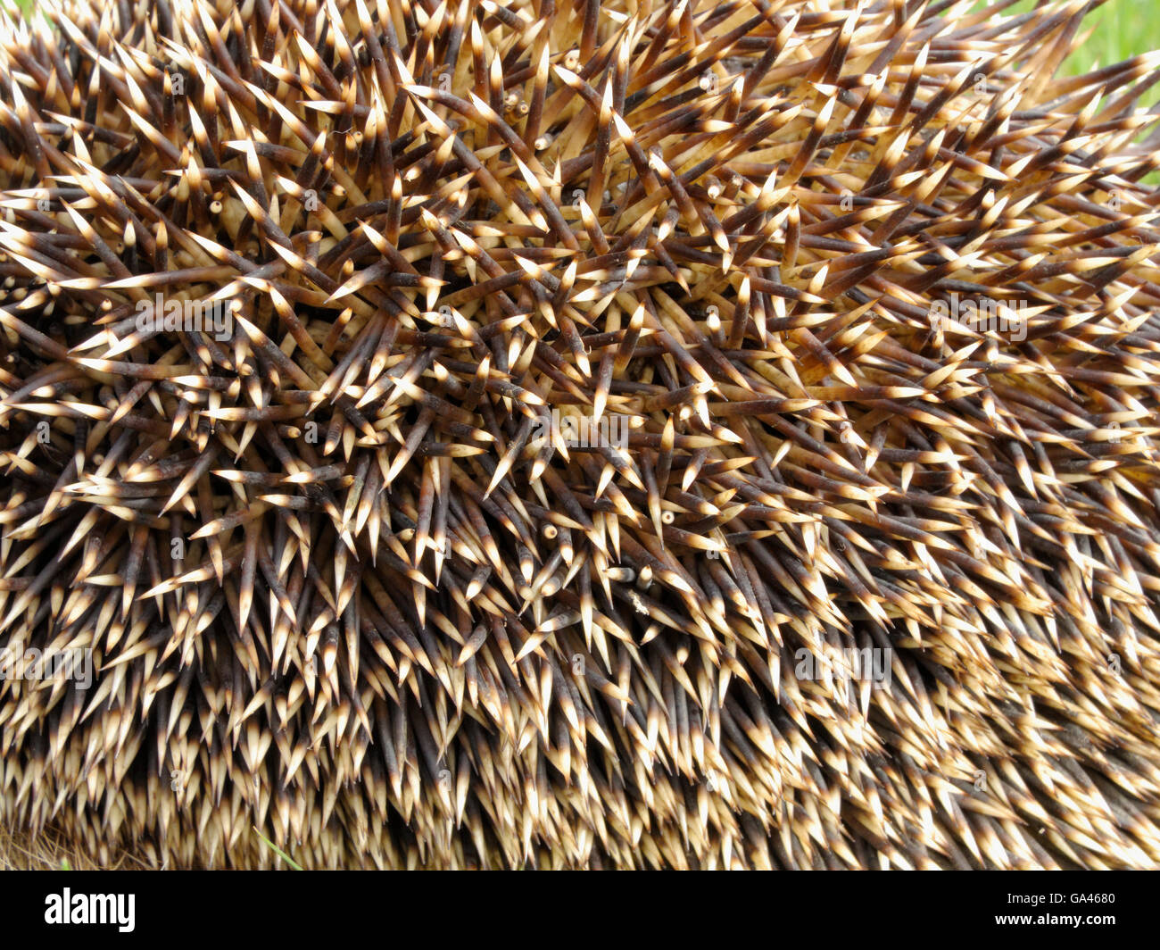 Western hedgehog, Oberhausen, Germany /  (Erinaceus europaeus) Stock Photo