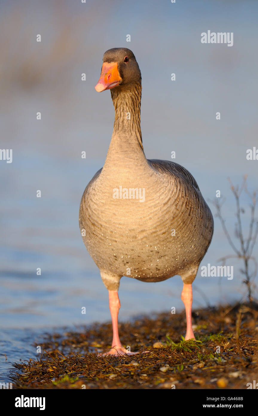 Greylag Goose, adult, Duisburg, Germany / (Anser anser) Stock Photo