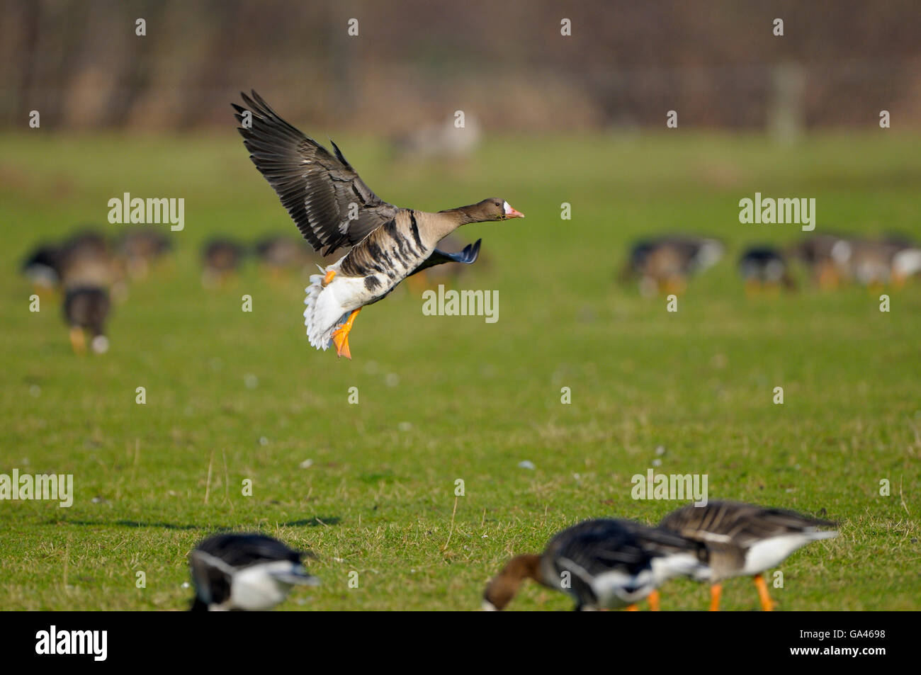 White-fronted Goose, adult, Germany / (Anser albifrons) Stock Photo