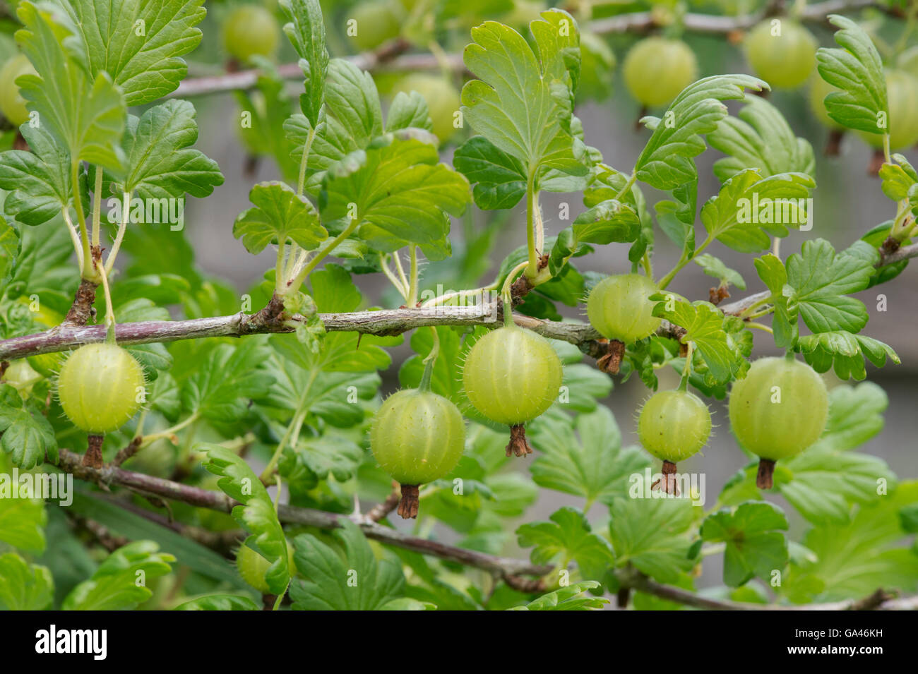 Ribes uva crispa. Gooseberry Invicta. Gooseberries on the bush Stock Photo
