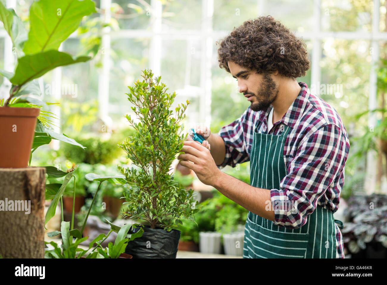 Male gardener pruning potted plants Stock Photo