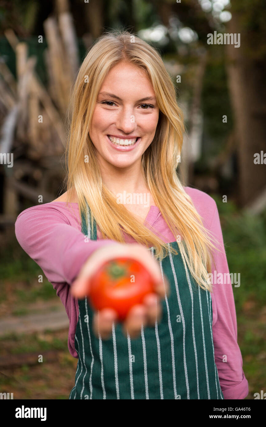 Portrait of happy gardener offering fresh tomato at garden Stock Photo ...