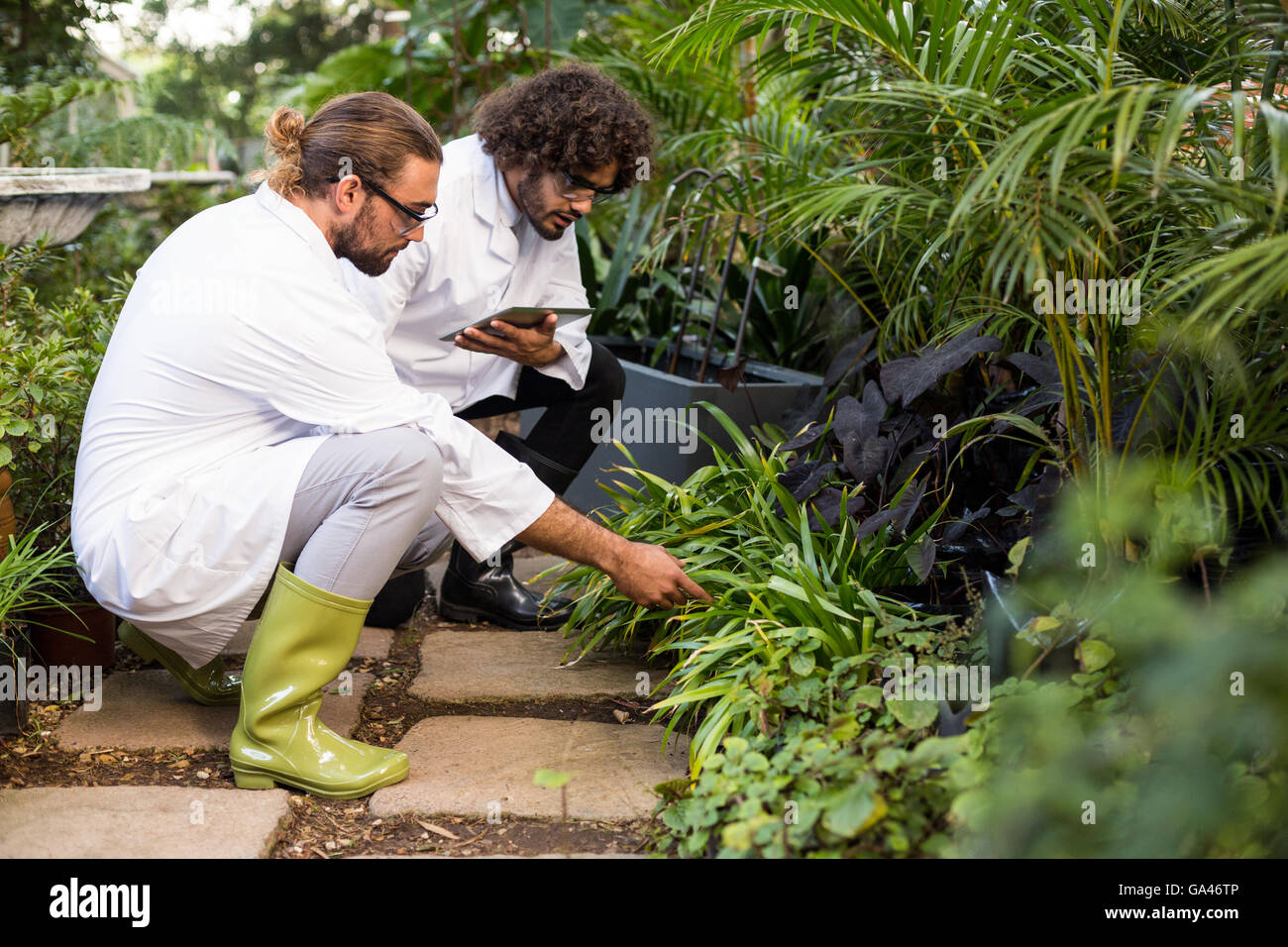 Male scientists inspecting plants Stock Photo