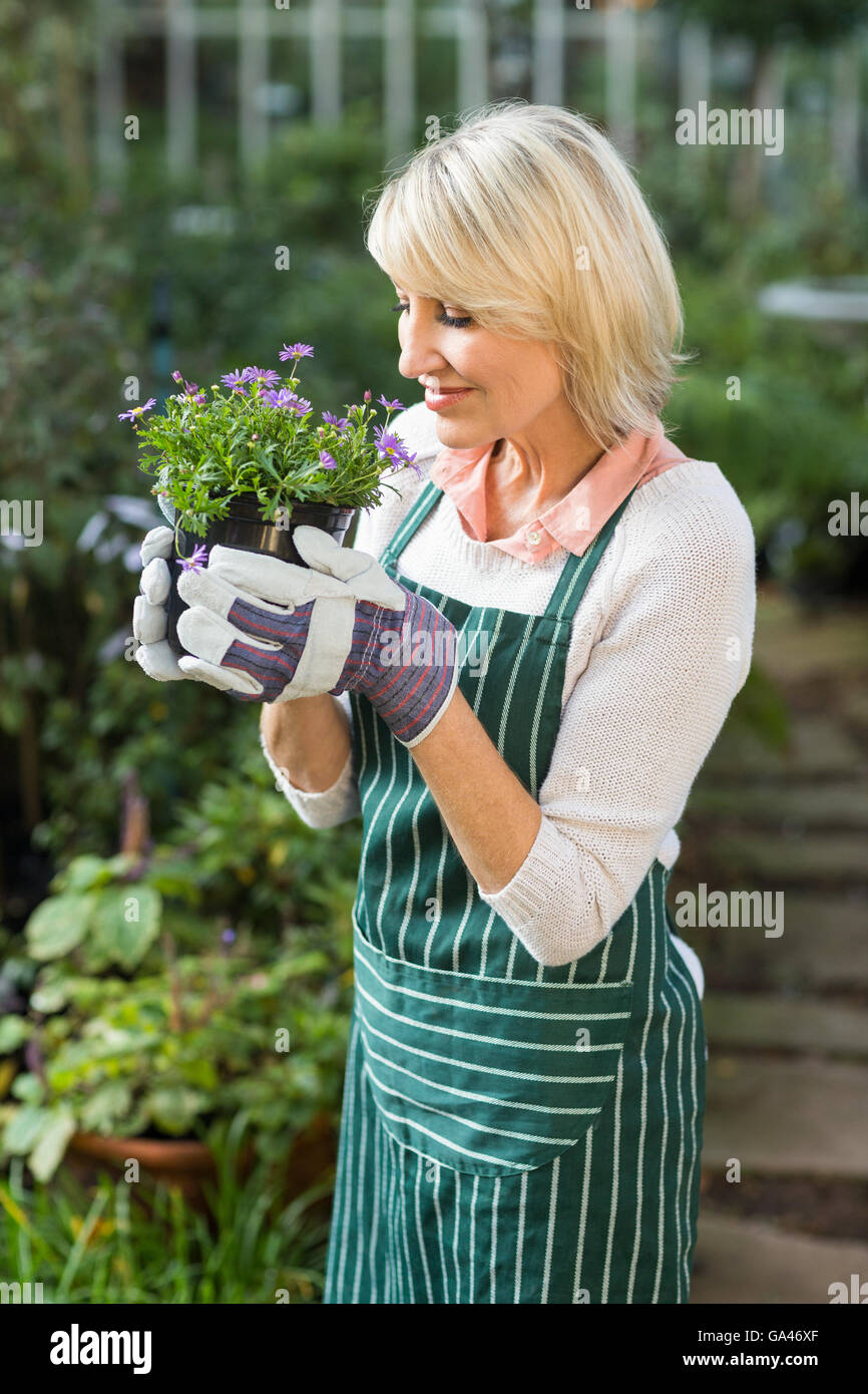 Female gardener smelling potted flowers Stock Photo - Alamy