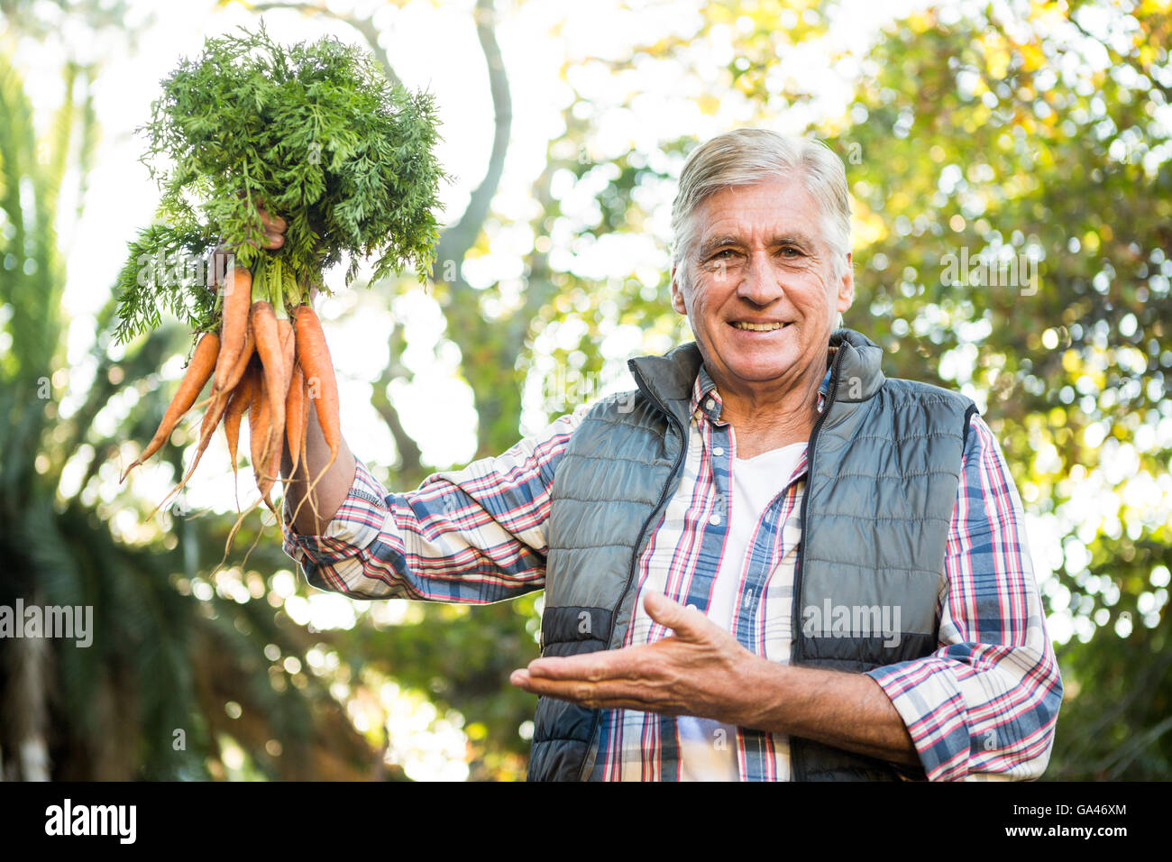 Portrait of mature gardener with carrots at farm Stock Photo