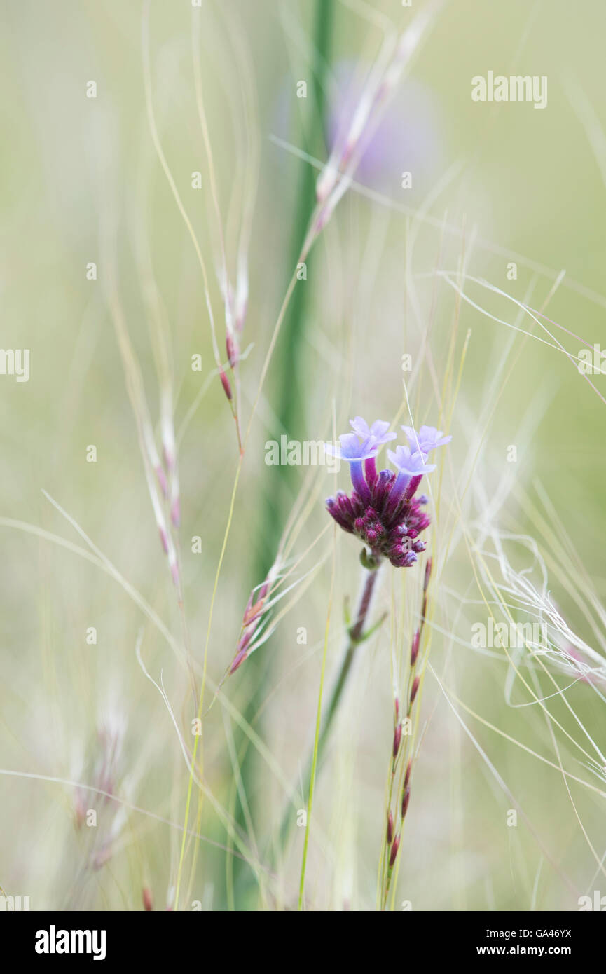 Verbena bonariensis. Argentinian vervain flowers in front of stipa grass. Stock Photo