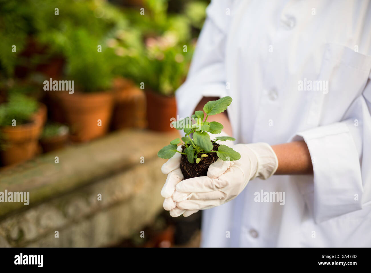 Scientist holding plants at greenhouse Stock Photo