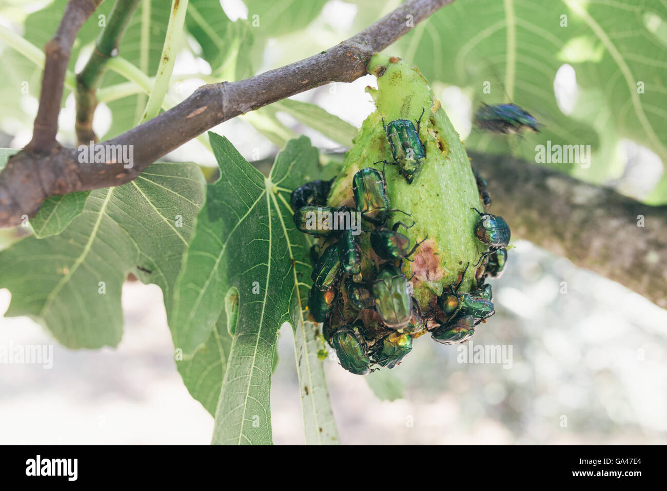 Green bugs hires stock photography and images Alamy