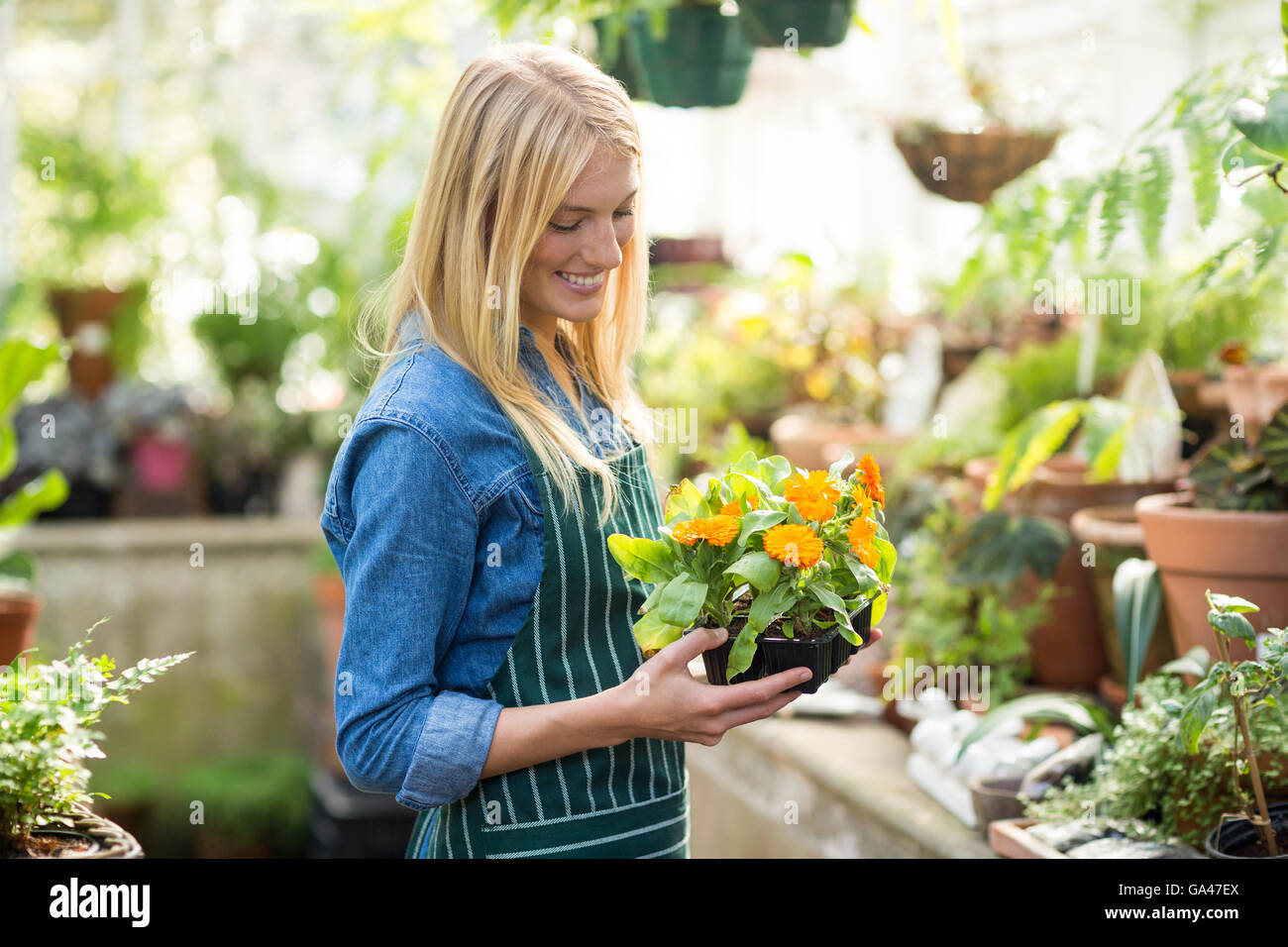 Female gardener holding potted plant Stock Photo - Alamy