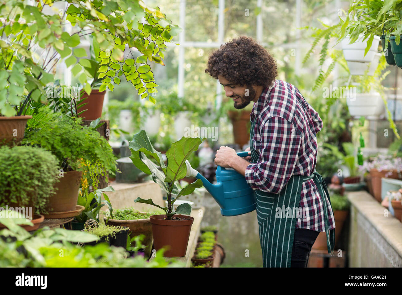 Male gardener watering plants at greenhouse Stock Photo