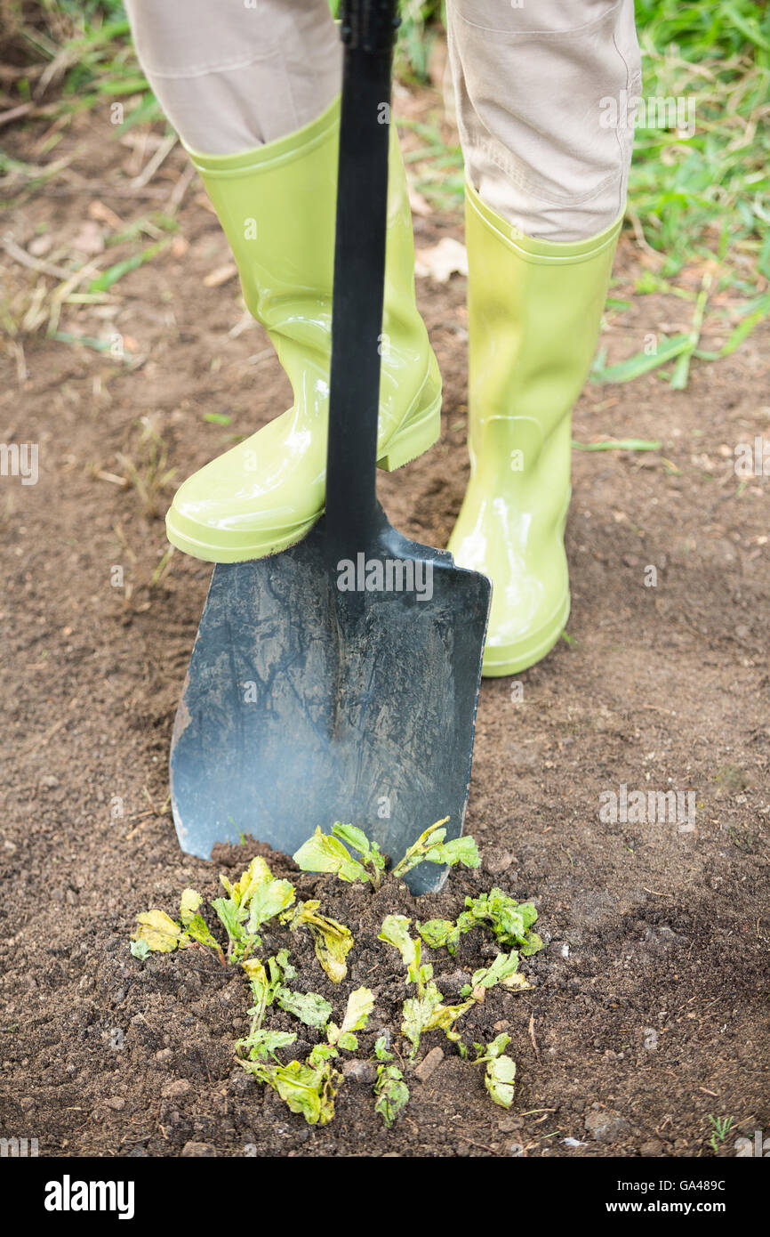 Low section of gardener digging with shovel at garden Stock Photo