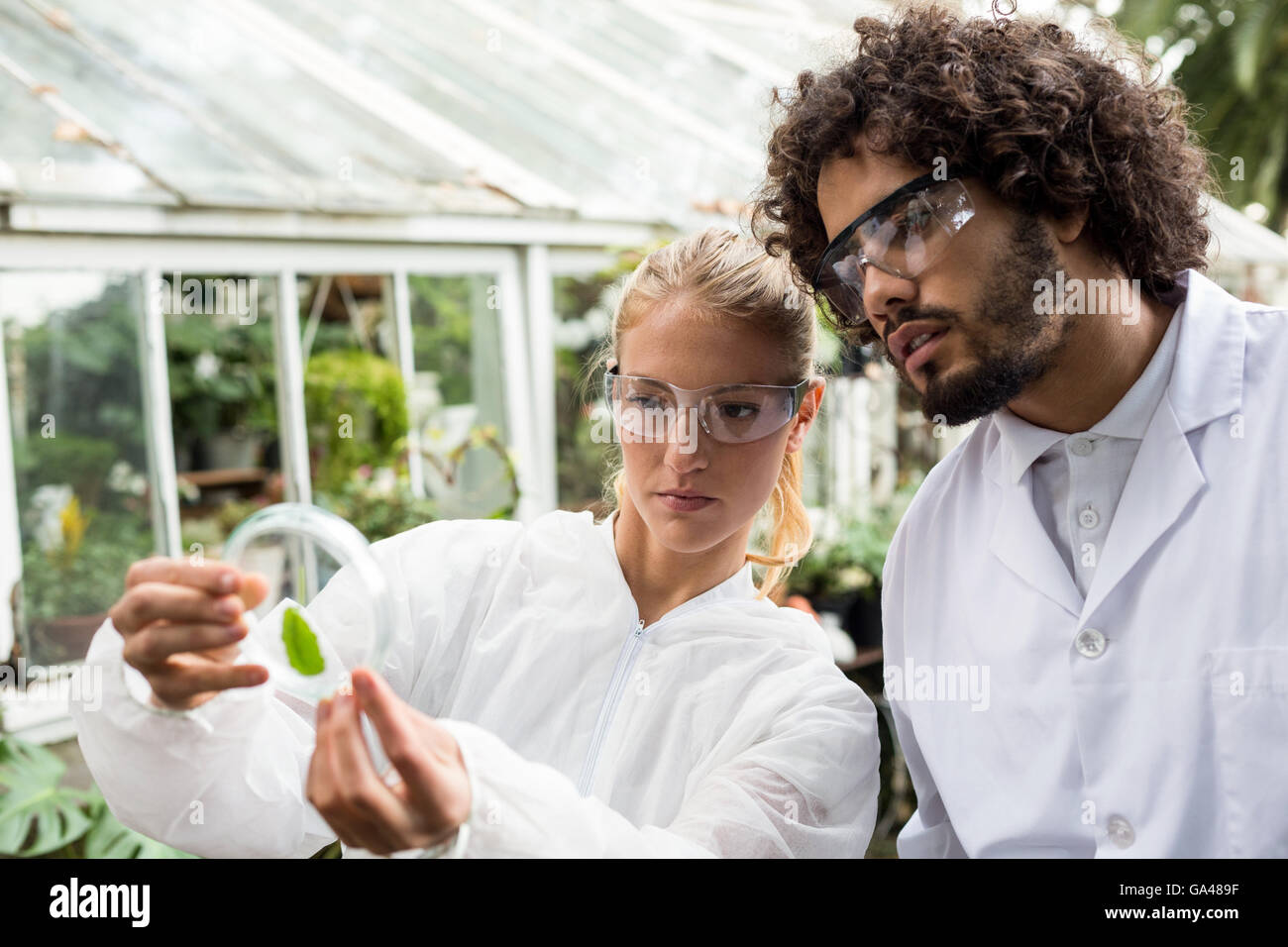 Petri dish sample leaf hi-res stock photography and images - Alamy