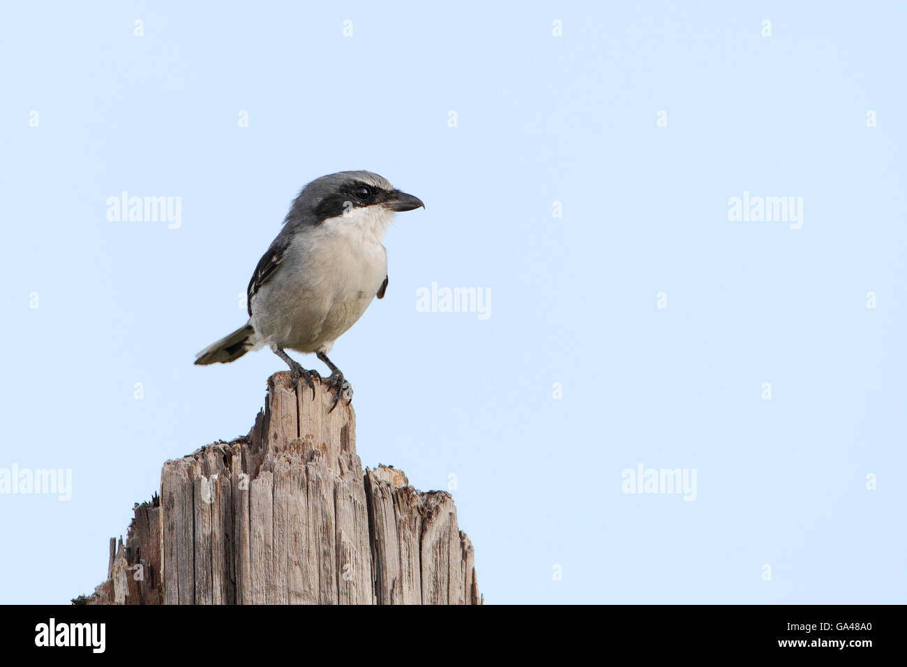 Loggerhead shrike (Lanius ludovicianus) on tree trunk, Bolivar ...