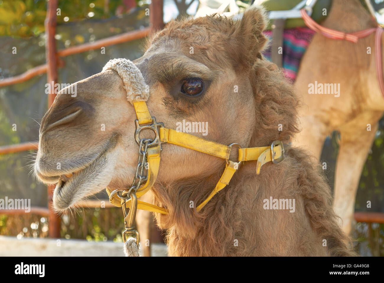 The Facial Expression of a Camel in Cozumel Mexico. Stock Photo