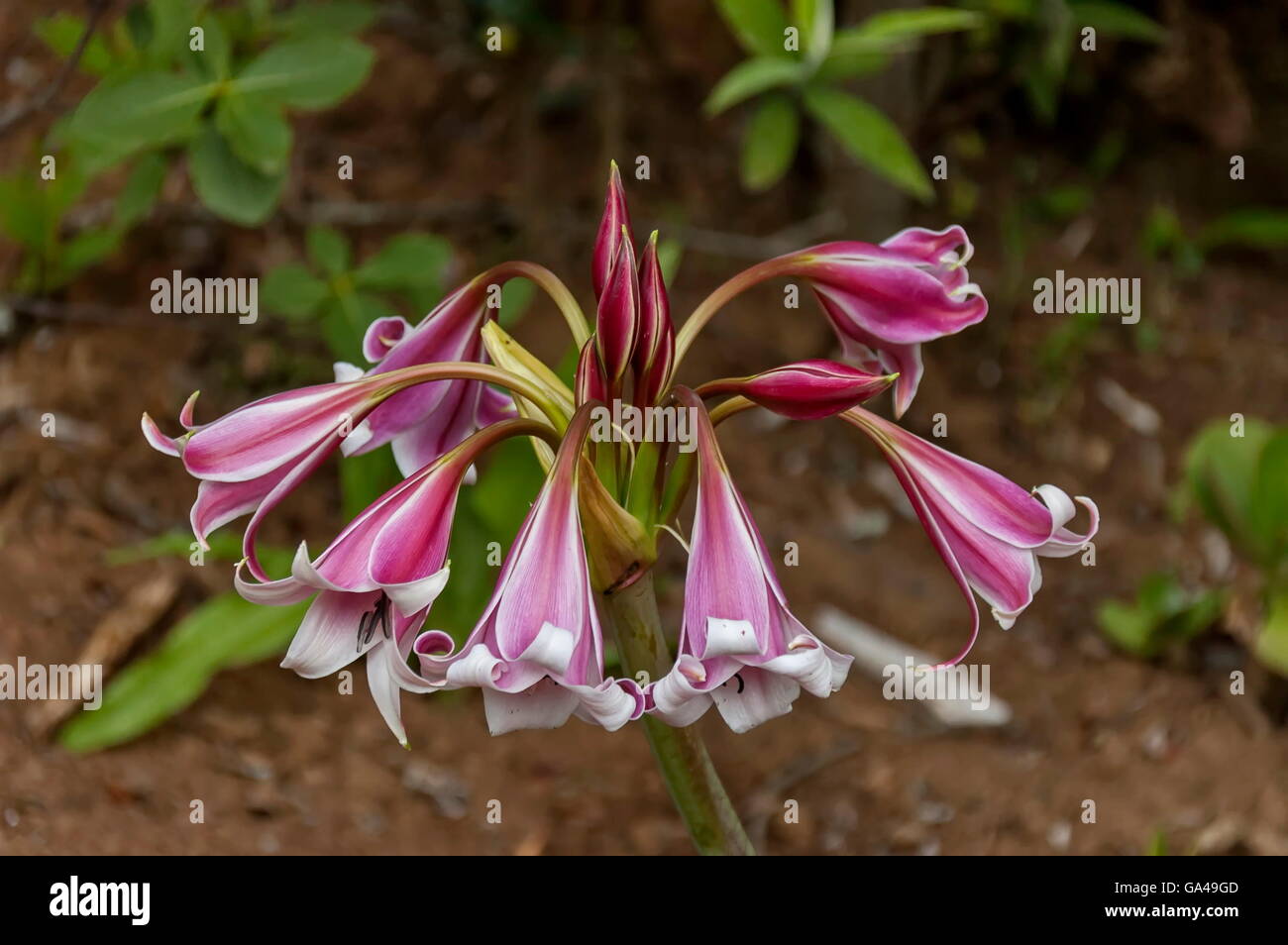 Interesting flower by Giants Castle KwaZuluNatal nature reserve