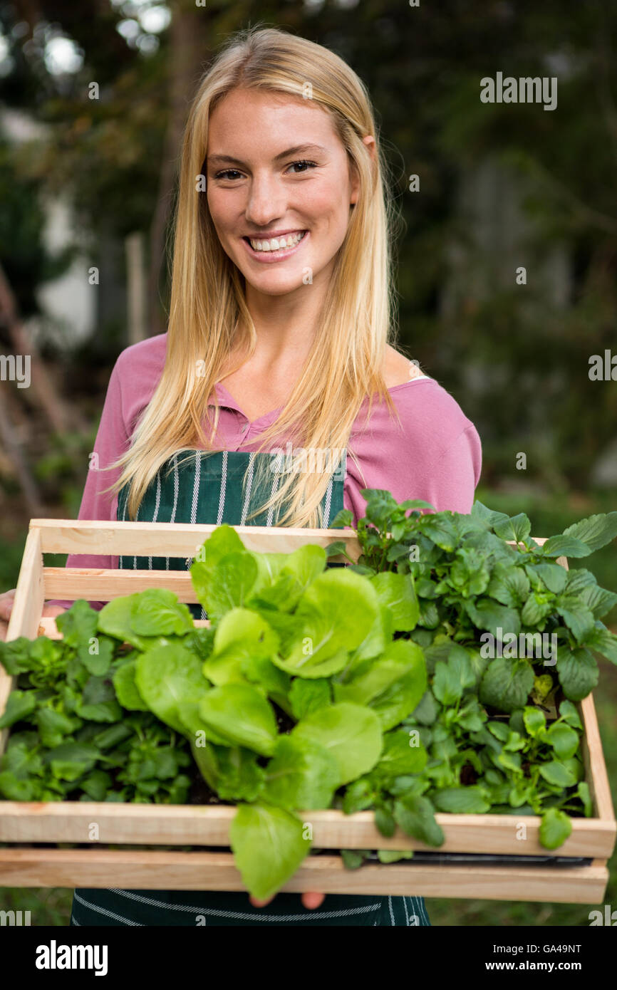 Portrait of happy gardener with leaf vegetables in crate at garden ...