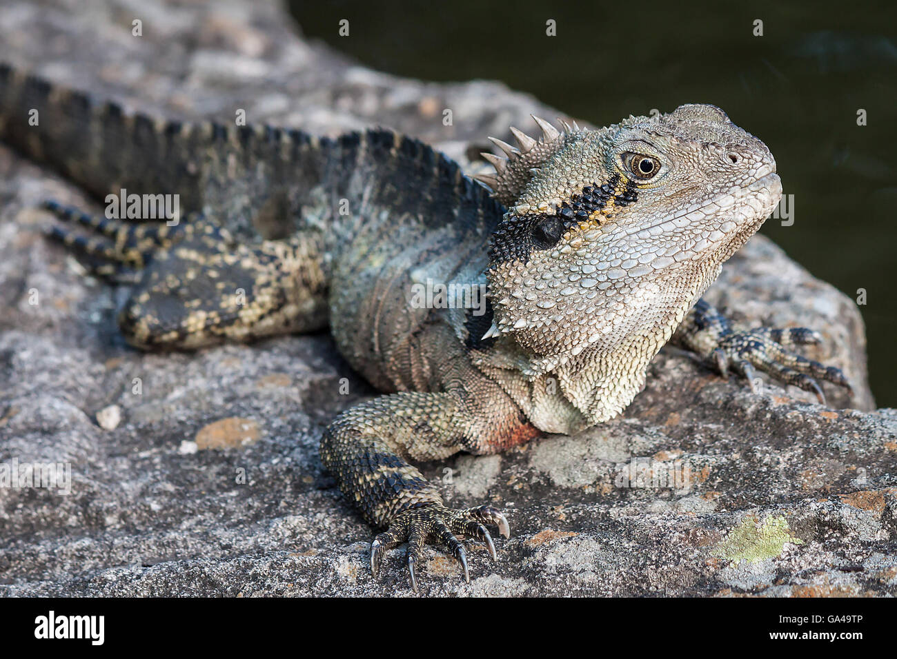 Eastern water dragon queensland hires stock photography and images Alamy