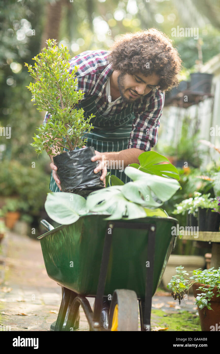 Male gardener keeping potted plants on wheelbarrow Stock Photo