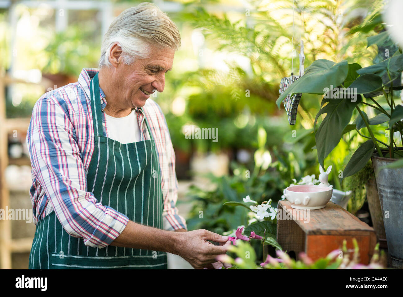 Male gardener examining plants Stock Photo