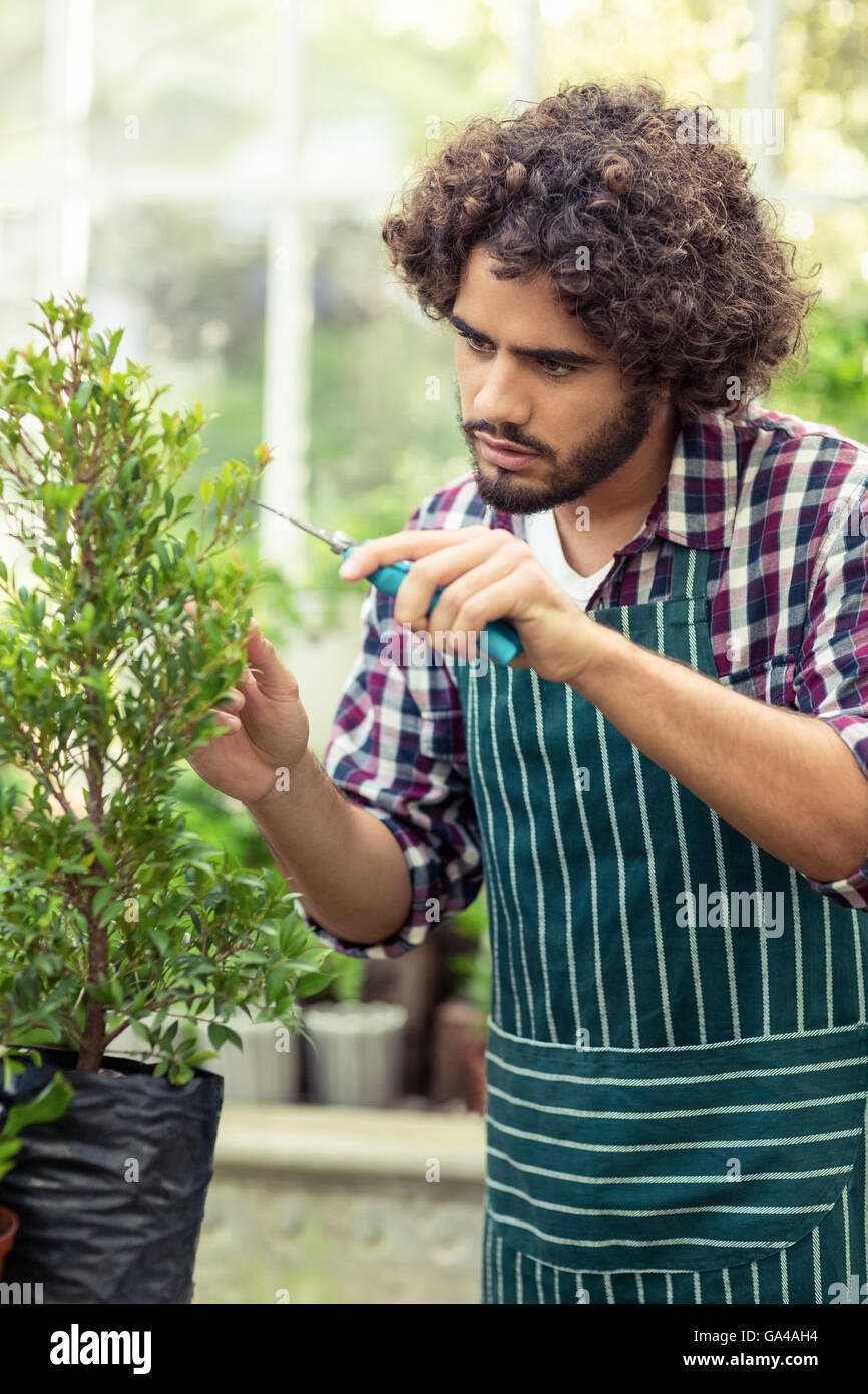 Young male gardener pruning potted plants Stock Photo
