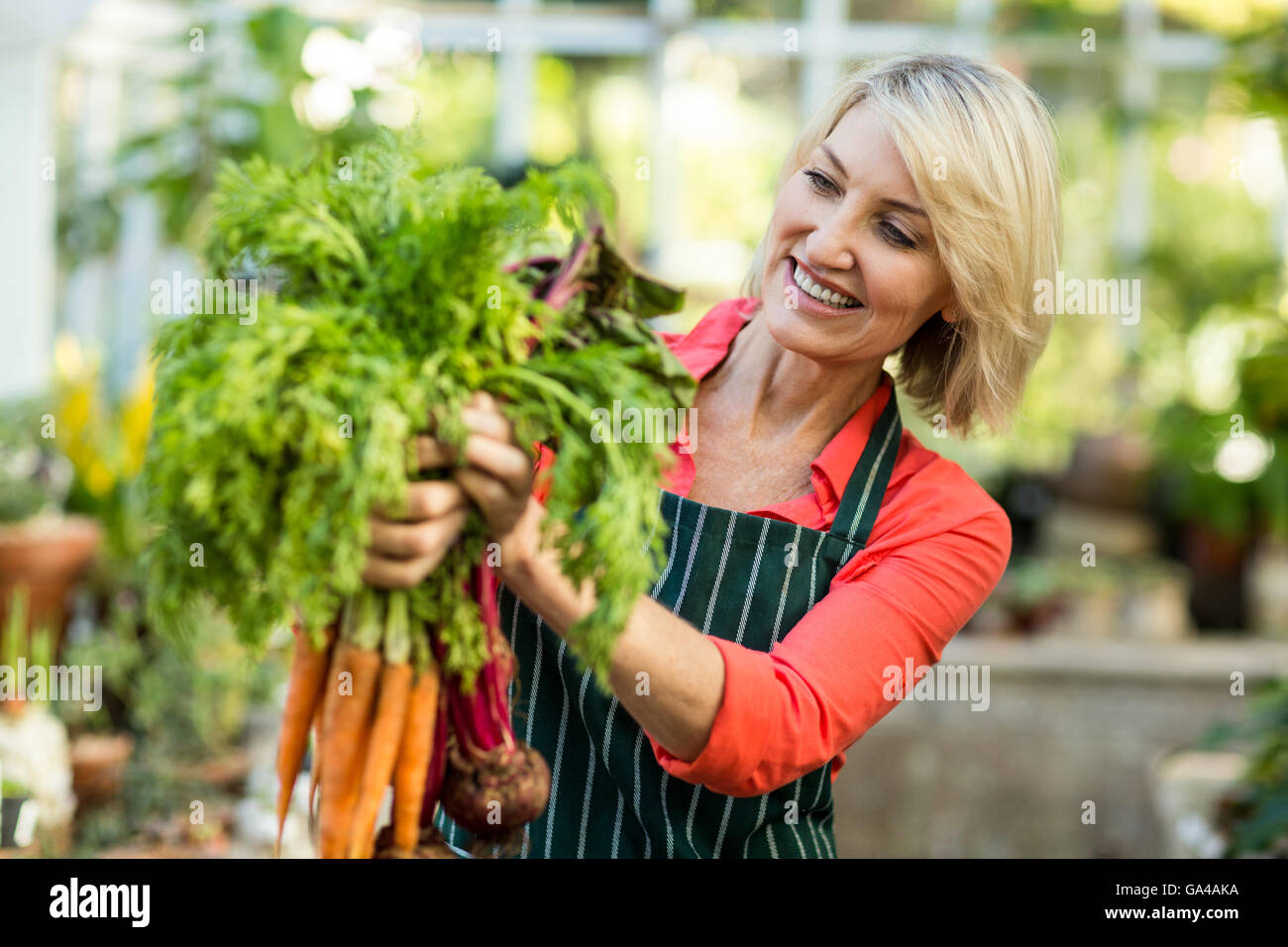 Gardener holding fresh carrots at greenhouse Stock Photo - Alamy