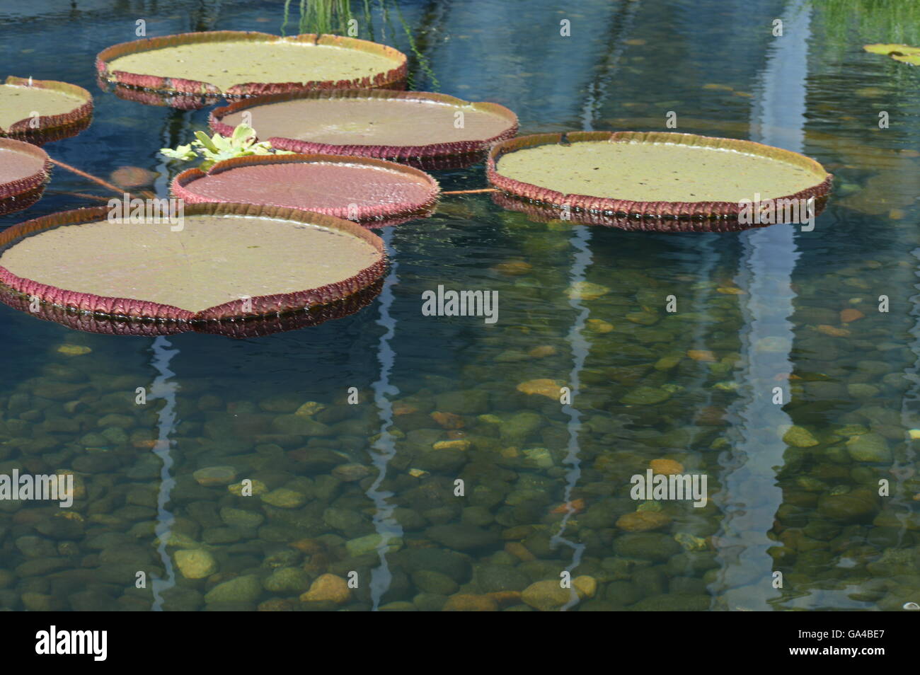 Giant Lily Pad Stock Photo Alamy