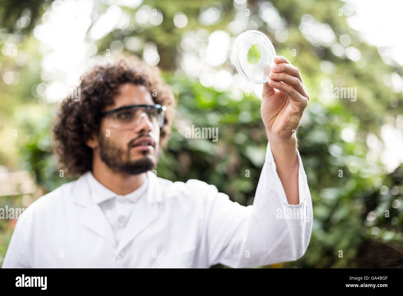 Male scientist examining leaf on petri dish Stock Photo