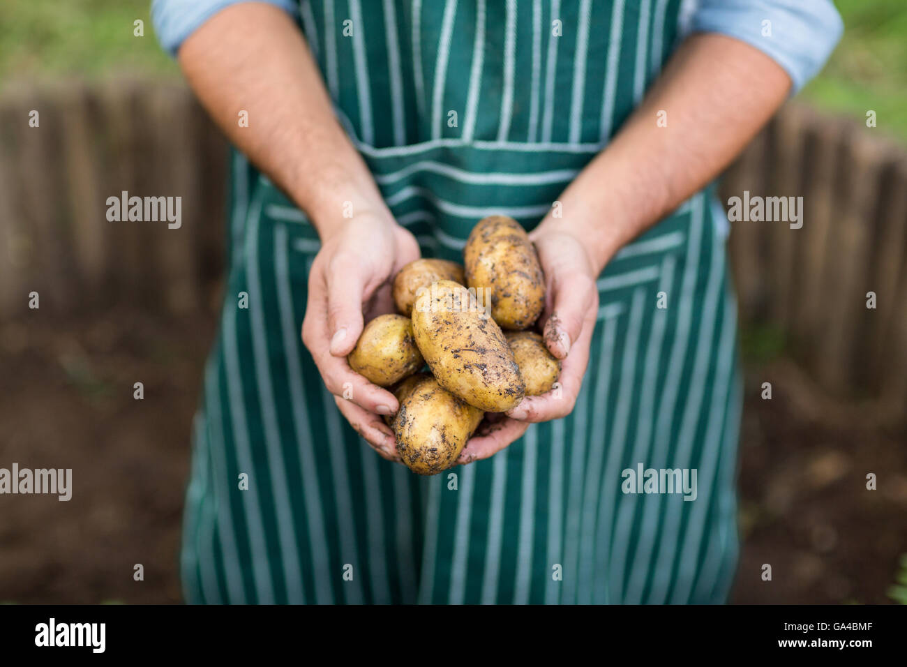 Male gardener holding harvested potatoes Stock Photo