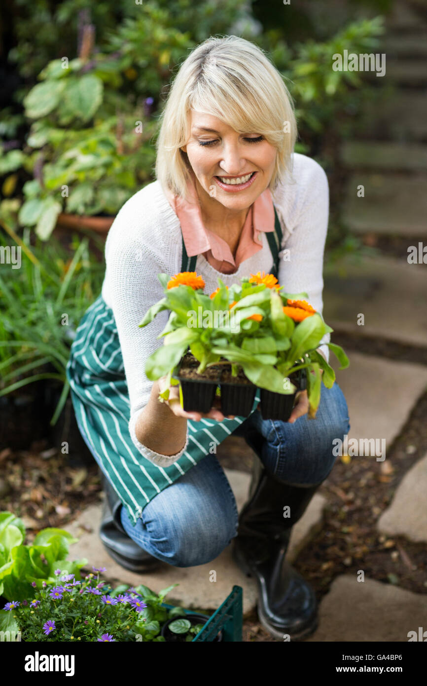 Female gardener examining potted plant Stock Photo - Alamy