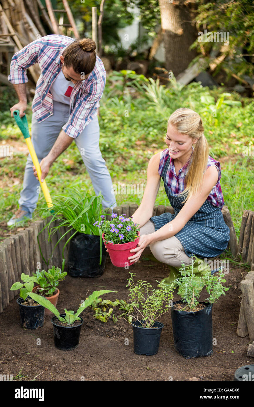 Gardeners planting at garden Stock Photo - Alamy