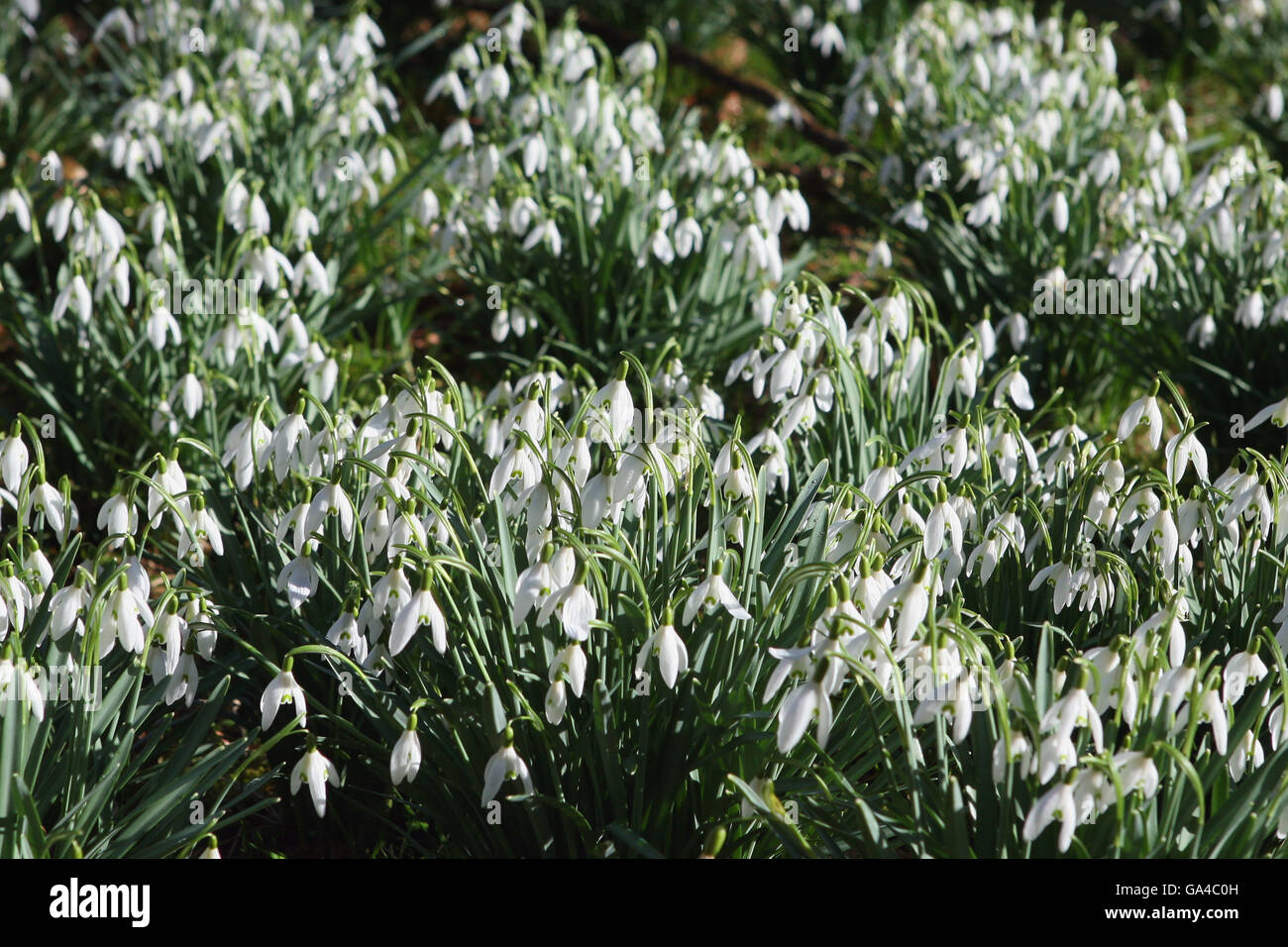 Close-up of snowdrops (Galanthus) in South Wood, Trelissick Gardens, Feock, Cornwall, UK Stock Photo