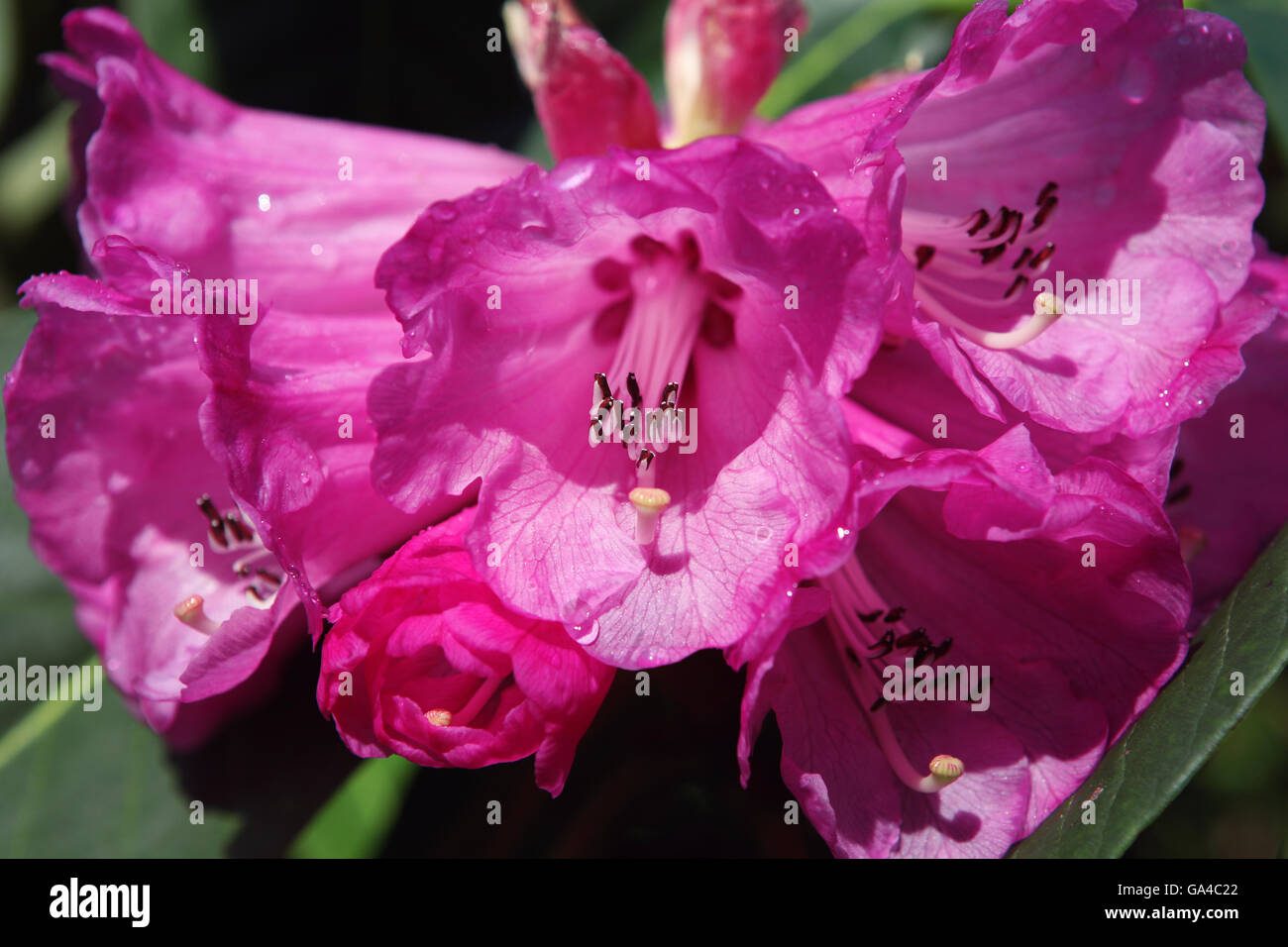 Close-up of Rhododendron blooms, Trelissick Gardens, Feock, Cornwall,UK Stock Photo