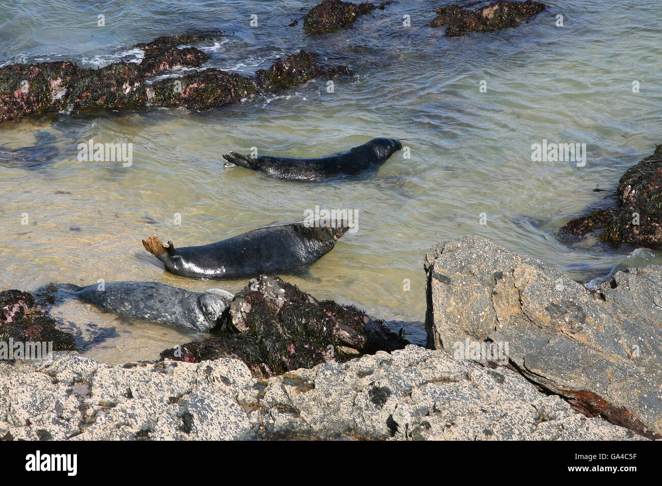 Grey seals, Killigerran Head, Roseland, Cornwall,UK Stock Photo