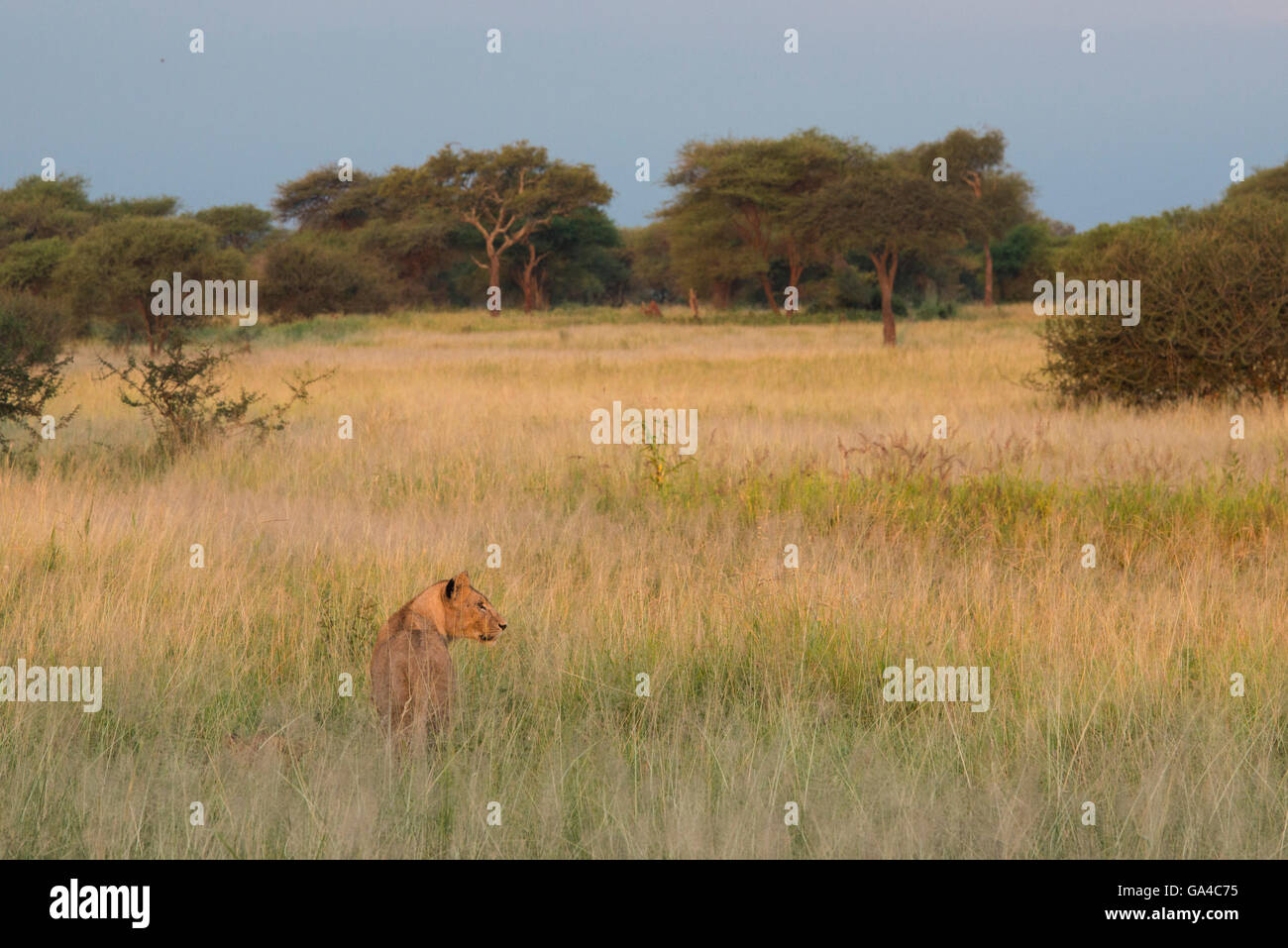 Lioness standing in tall grass (Panthero leo), Tarangire National Park, Tanzania Stock Photo