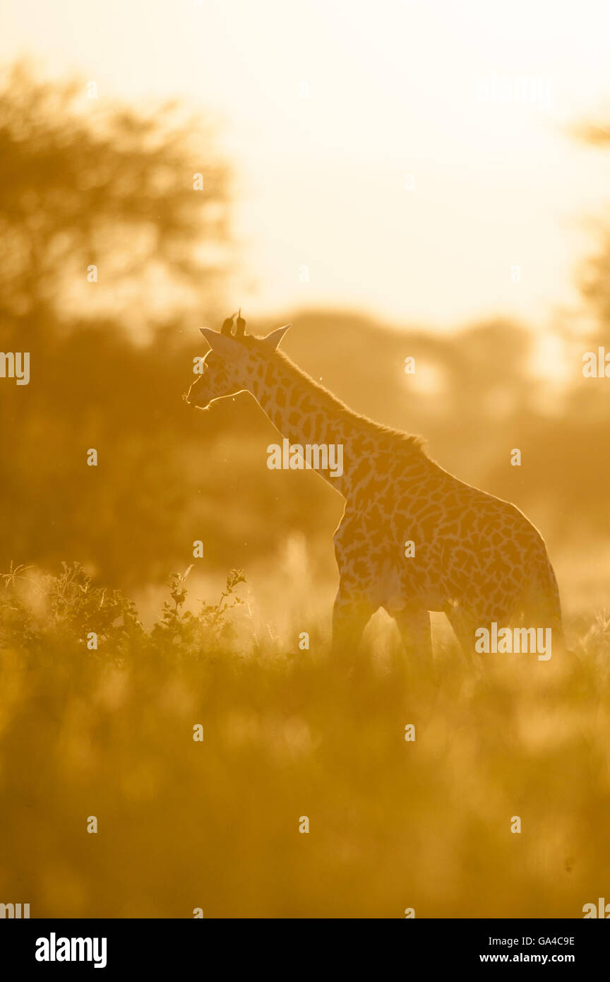 Maasai giraffe at sunset (Giraffa camelopardalis tippelskirchi), Tarangire National Park, Tanzania Stock Photo