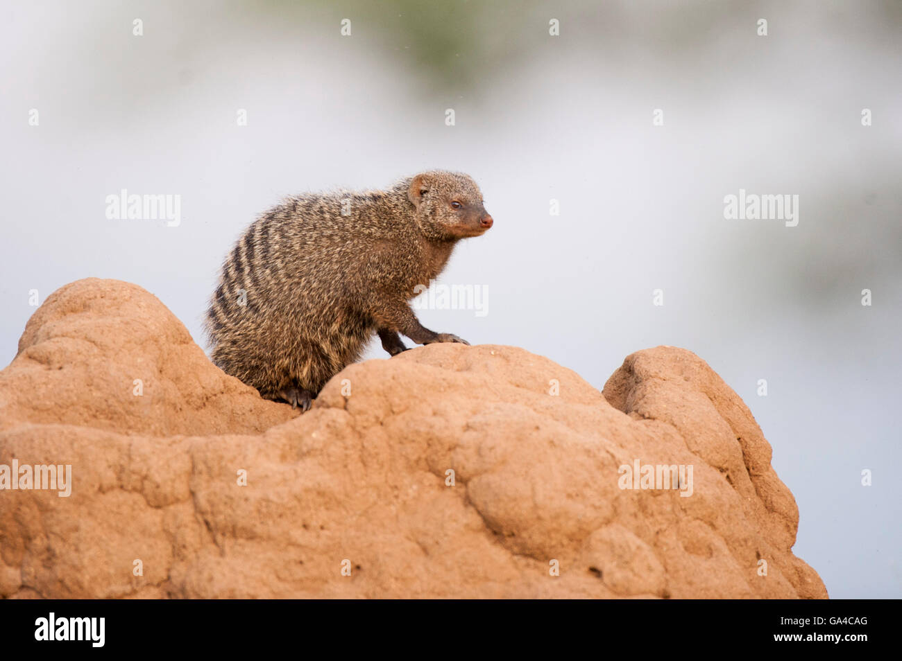 Banded mongoose sitting on a termite mound where it dens (Mungos mungo), Tarangire National Park, Tanzania Stock Photo