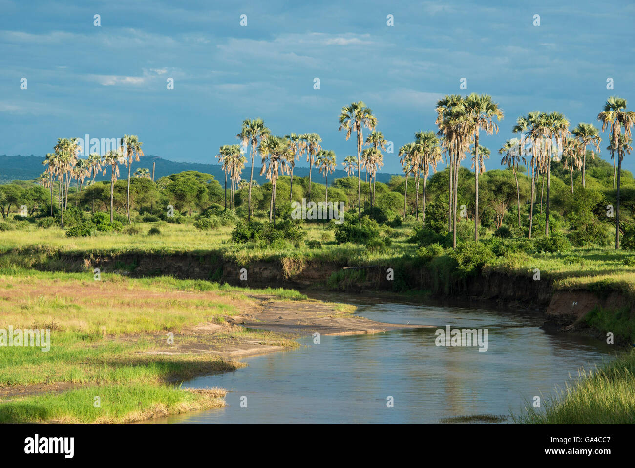 Tarangire River, Tarangire National Park, Tanzania Stock Photo Alamy