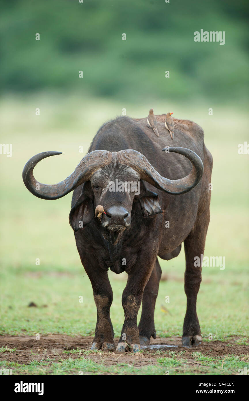 Buffalo (Syncerus caffer caffer), Lake Manyara National Park, Tanzania Stock Photo