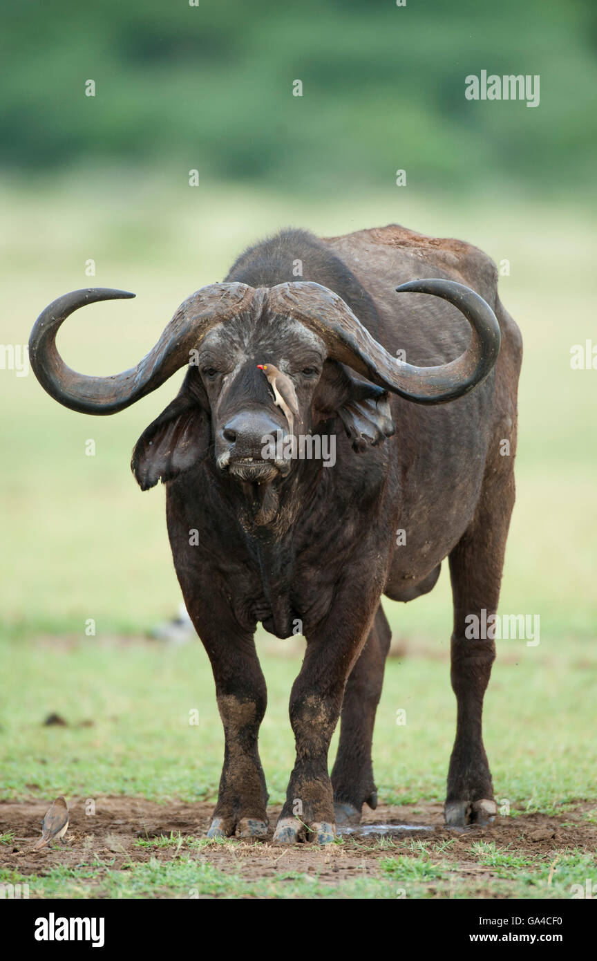 Buffalo (Syncerus caffer caffer), Lake Manyara National Park, Tanzania Stock Photo