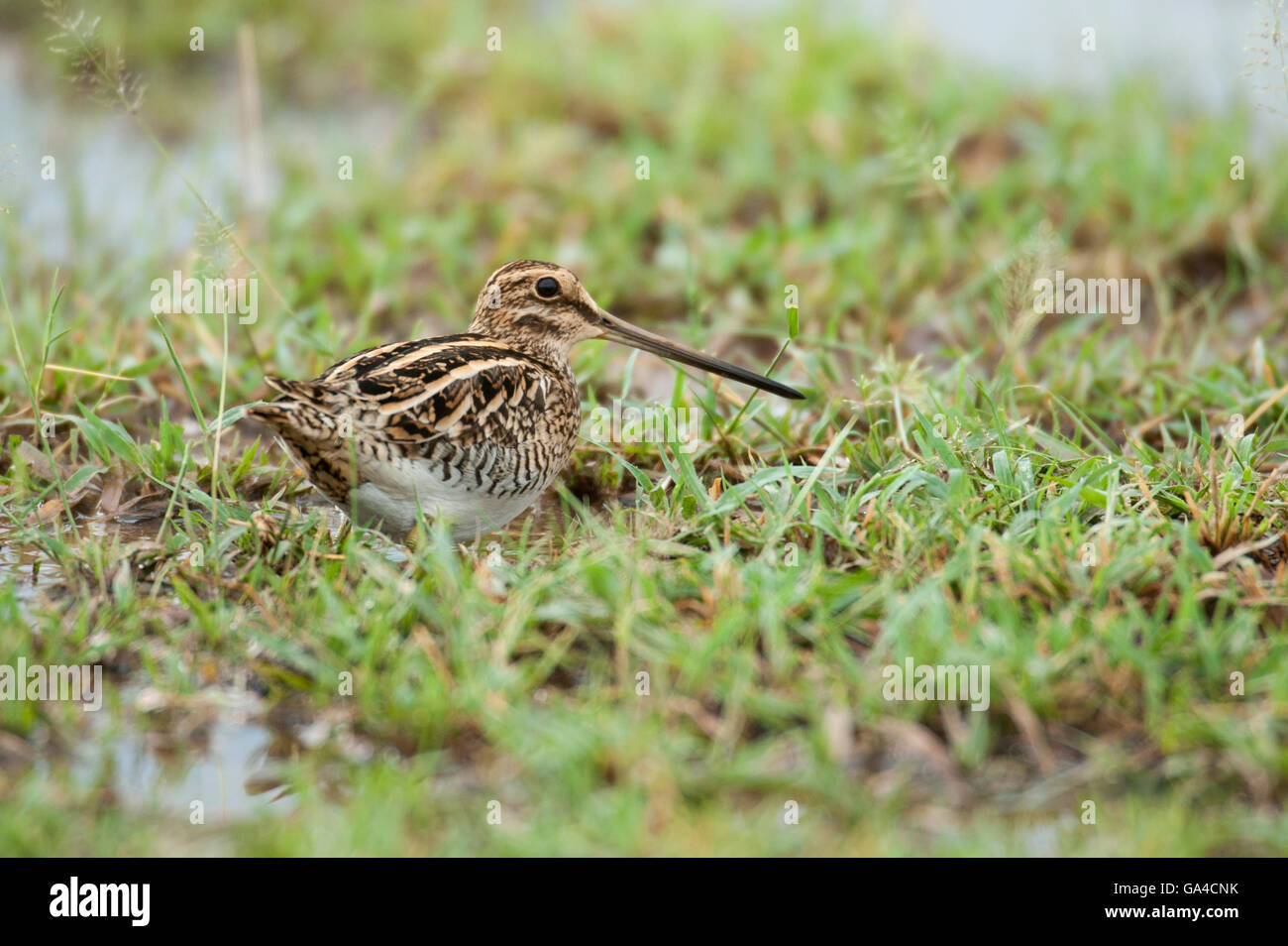 Common snipe, Gallinago gallinago, Lake Manyara National Park, Tanzania Stock Photo