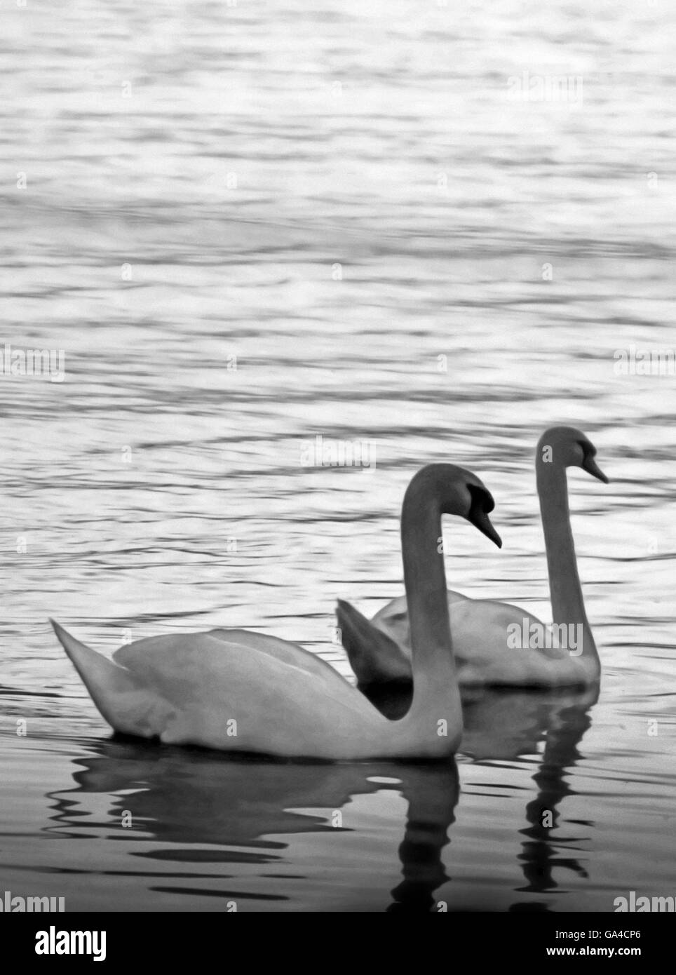 Two swans in low light on Lough Derg Co. Tipperary Ireland in Monochrome Stock Photo