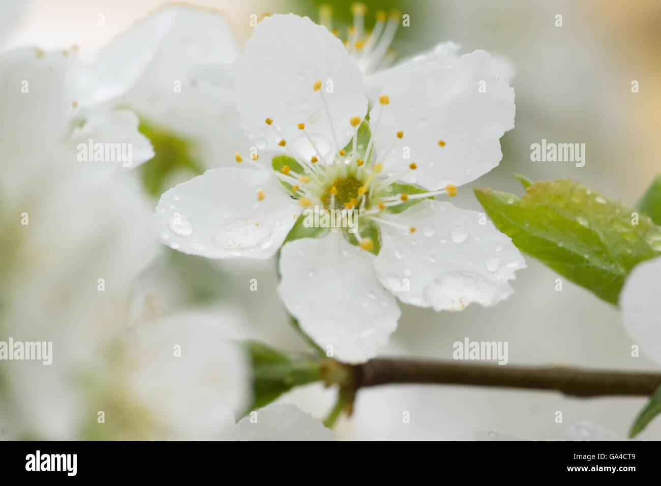 They bloom white flowers on the branches of a pear tree Stock Photo