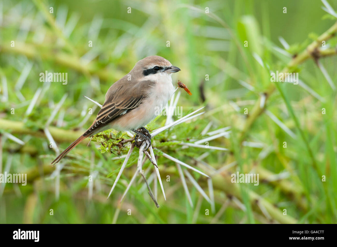 red-backed-shrike-lanius-collurio-with-prey-impaled-on-thorn-lake