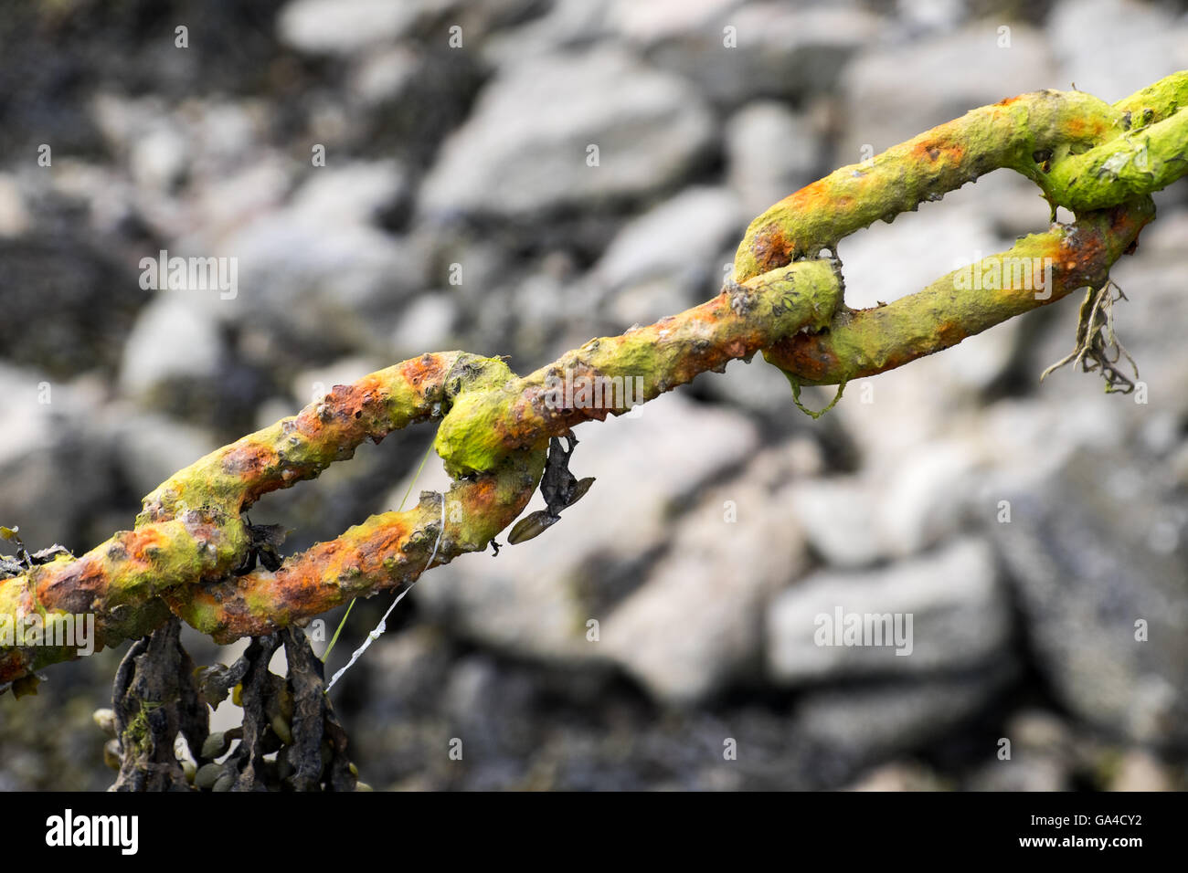 Rusty anchor chain on an Anglesey beach Stock Photo