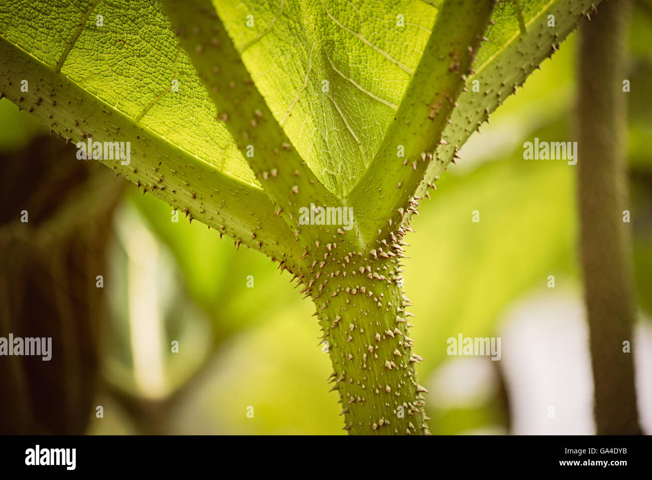 Close up of Giant Rhubarb Gunnera Maniciata leaves and stem texture green in Kew Gardens London. Stock Photo