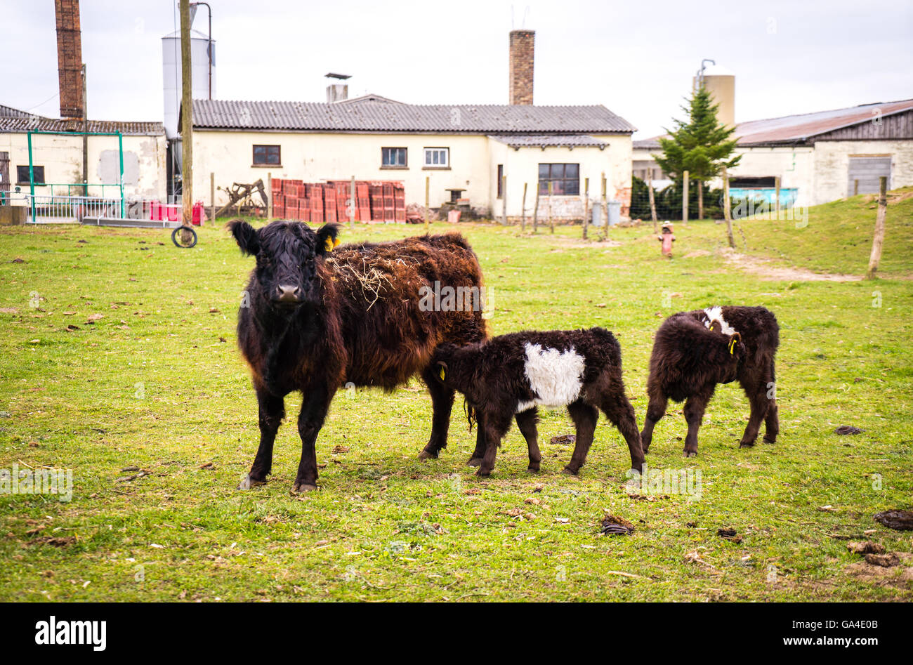 Galloway cattle autumn hi-res stock photography and images - Alamy