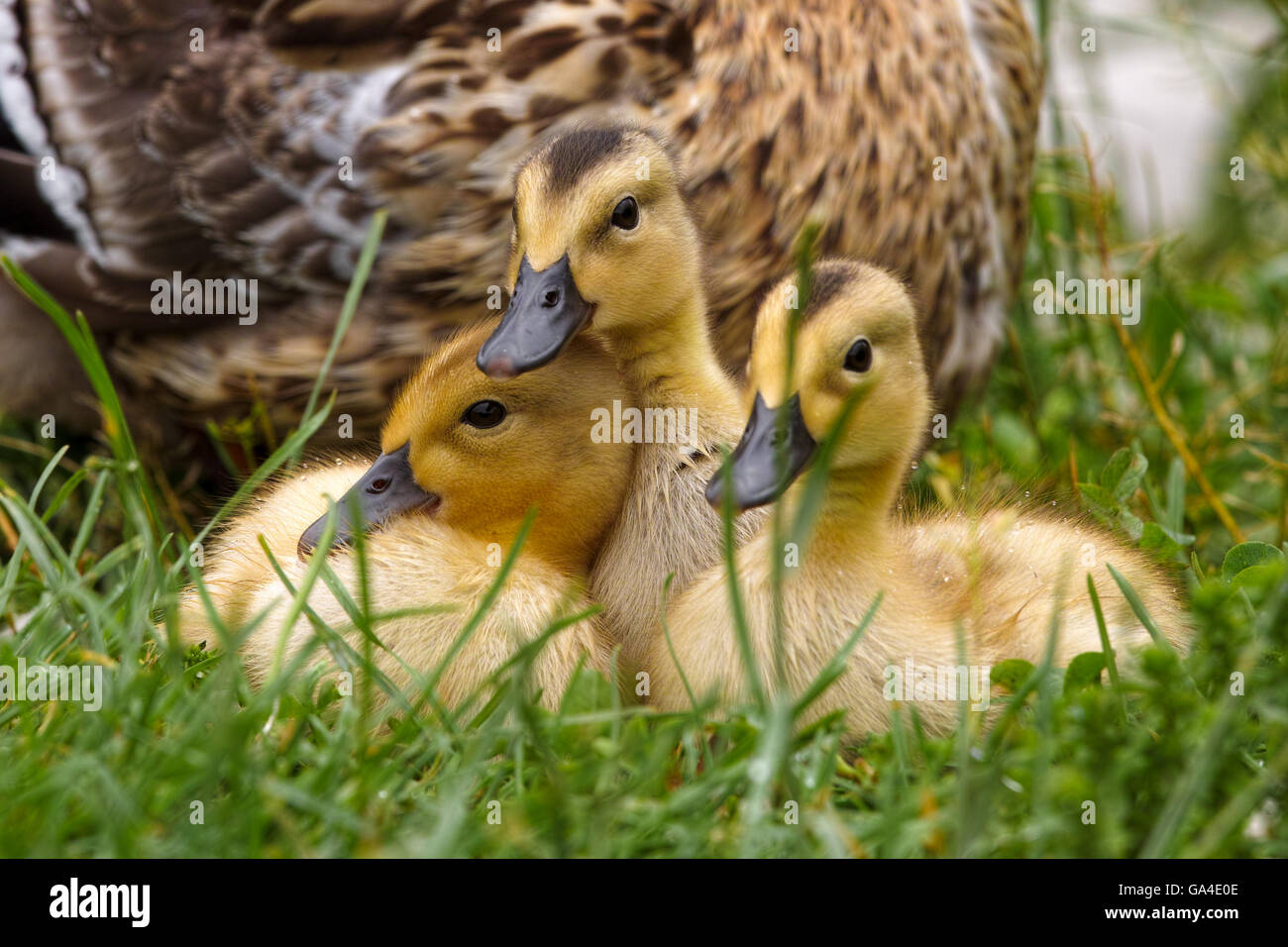 duck with chicks and water lilies Stock Photo - Alamy