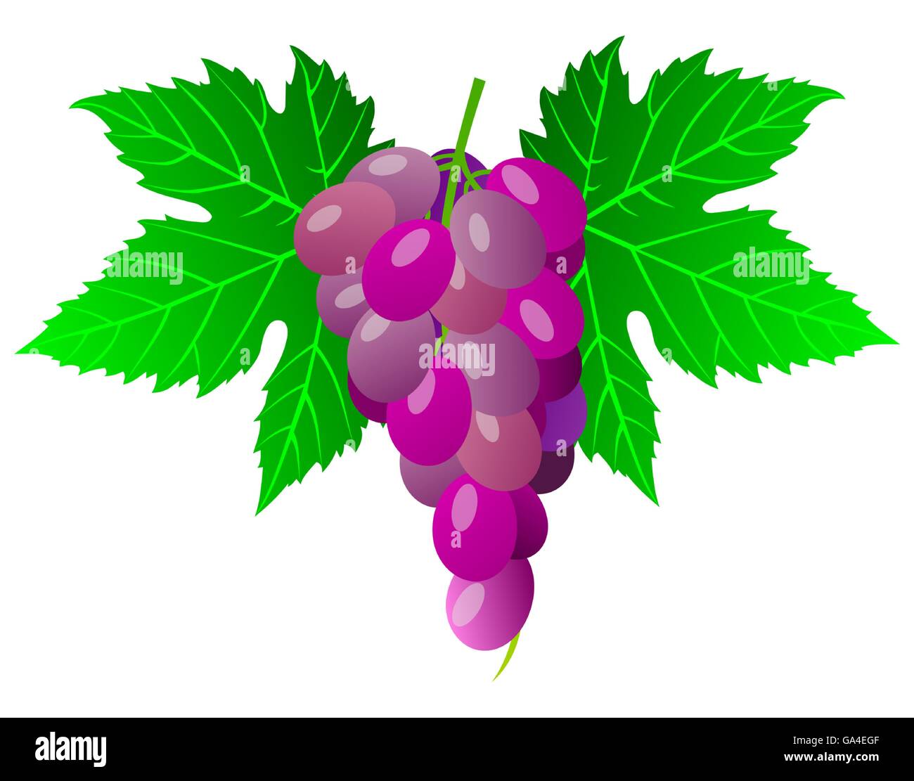 grape,bunch of grapes, bunch of grapes and leaves Stock Vector Image